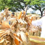 Presiden Joko Widodo meninjau panen raya jagung di Kabupaten Sumbawa, Provinsi Nusa Tenggara Barat (NTB), Kamis, 2 Mei 2024.