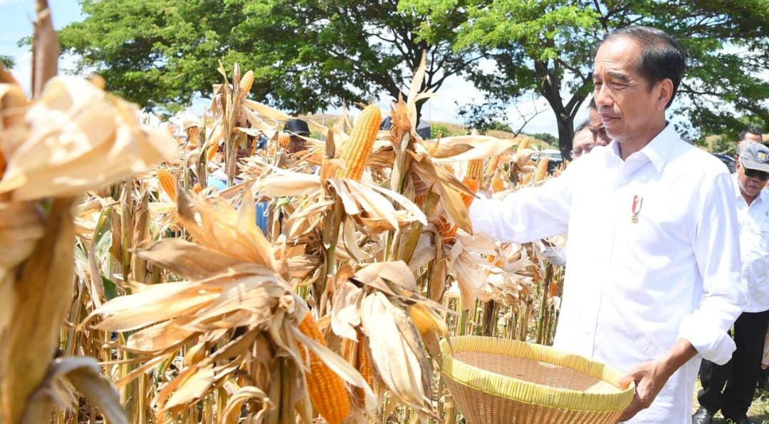 Presiden Joko Widodo meninjau panen raya jagung di Kabupaten Sumbawa, Provinsi Nusa Tenggara Barat (NTB), Kamis, 2 Mei 2024.