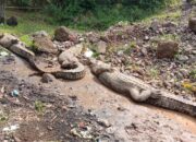 Video Buaya Lepas dari Penangkaran di Cianjur Viral, Warga Panik