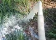 Viral, Peternak di Pasuruan Buang Susu Sapi: Karena Pabrik Pilih Susu Impor