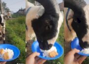Viral, Setelah Heboh Sapi Makan Martabak, Kini Ada Kambing Makan Nasi Campur Nugget