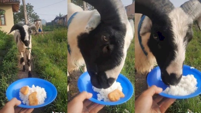 Viral, Setelah Heboh Sapi Makan Martabak, Kini Ada Kambing Makan Nasi Campur Nugget