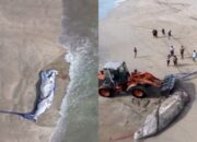 Viral, Paus 7 Meter Ditemukan Terdampar di Pantai Legian Bali, Begini Kondisinya