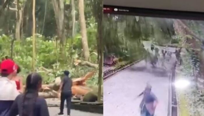 Mengerikan, Detik-detik Pohon Besar Tumbang Tewaskan 2 Wisatawan Asing