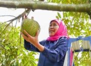 Khofifah Panjat Pohon Durian di Blitar: Saya Durian Lover
