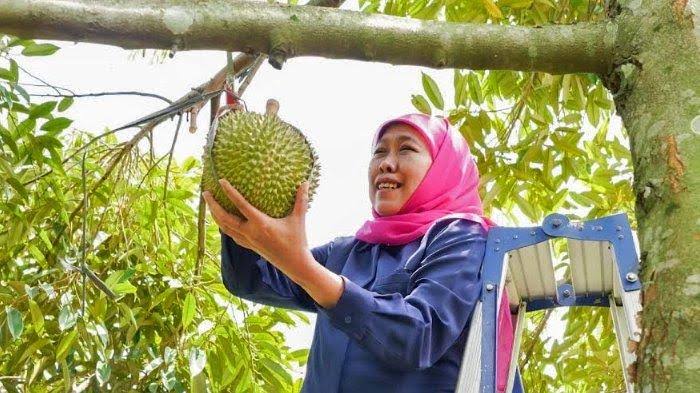 Khofifah Panjat Pohon Durian di Blitar: Saya Durian Lover