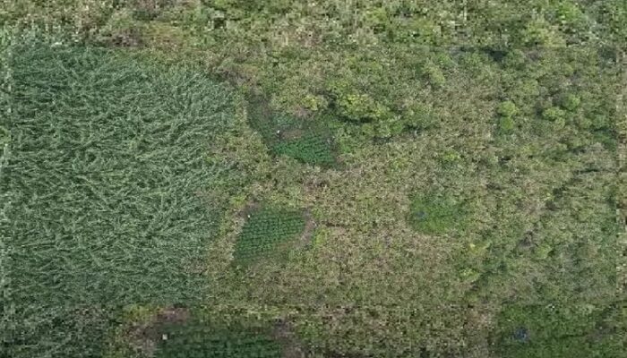 Viral Ladang Ganja di Bromo-Semeru, Ada Kaitan dengan Pelarangan Menerbangkan Drone? 