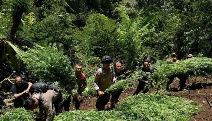 Ternyata Ini Pemilik 59 Titik Ladang Ganja di Bromo-Semeru: Hampir Satu Hektare