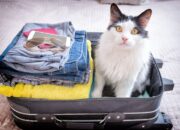 Mudik Lebaran, tapi Punya Hewan Peliharaan? Pertimbangkan Tips Ini