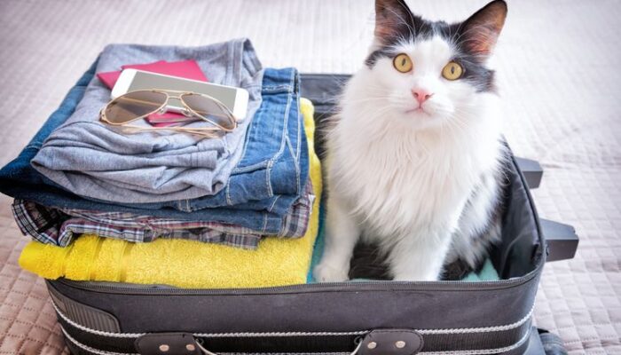 Mudik Lebaran, tapi Punya Hewan Peliharaan? Pertimbangkan Tips Ini